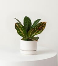 Coco Coir Pole – Image 3