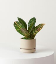 Indoor Plant Foliage Spray – Image 5