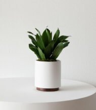 Coco Coir Pole – Image 4