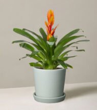 Peat Free Potting Mix – Image 3