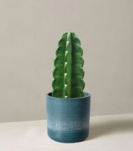 Mica Douro Pot – Image 5