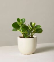 Coco Coir Pole – Image 5
