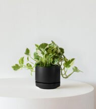 Organic Potting Mix – Image 2