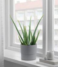 Mica Douro Pot – Image 4